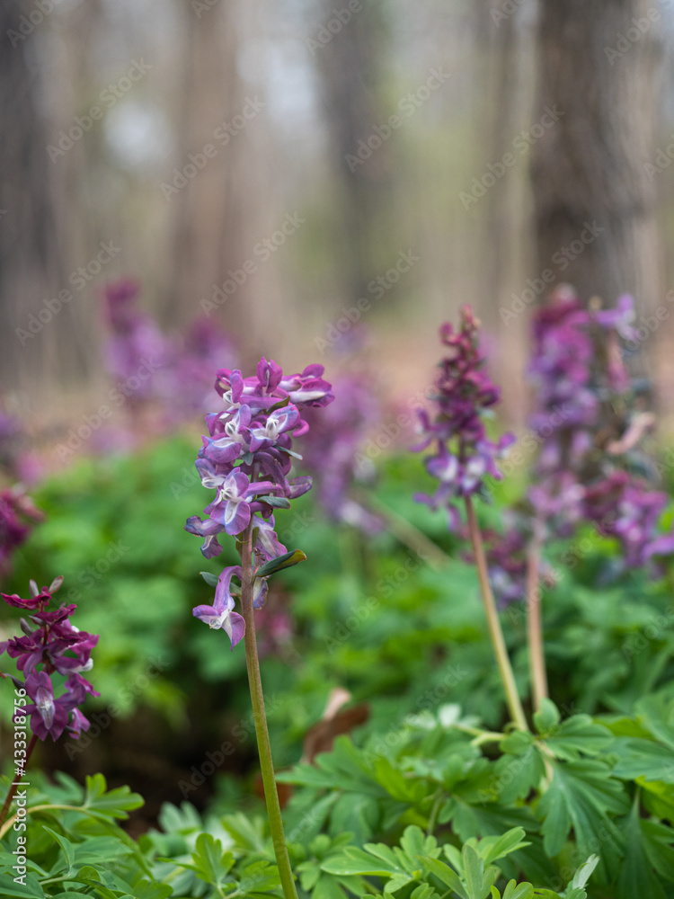 Obraz premium Violett blühende Pflanzen des hohlen Lerchensporns wachsen auf einer Waldwiese.