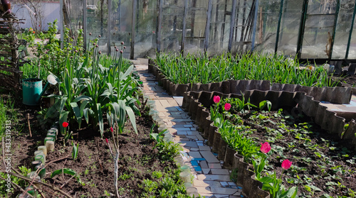 Gardening - greenhouse, beds with green onions, strawberries, young garlic in the Solar Garden. Agriculture, personal plot. Young seedlings of a green plant grow in the garden bed.