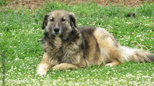 A cute brown dog