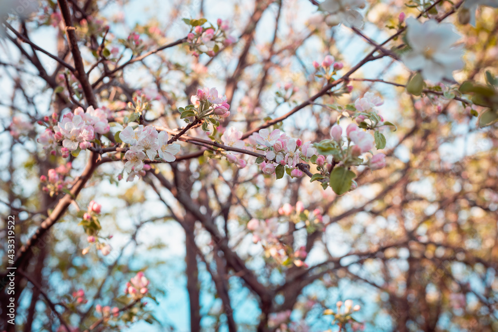 Blooming apple tree on a blue sky background.