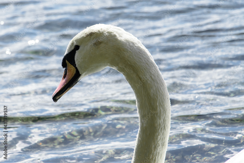 neck of a white swan on the water neck of a white swan on the water