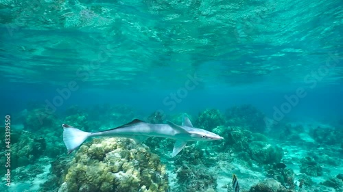 A remora fish (live sharksucker) swims close to the camera, underwater Pacific ocean, French Polynesia