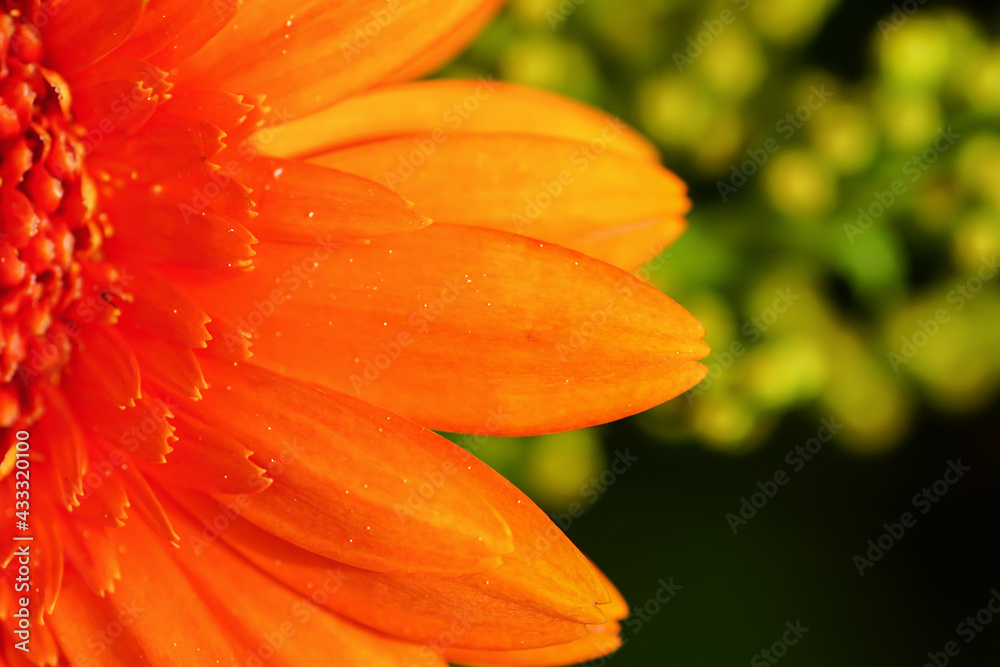 Blume Blume