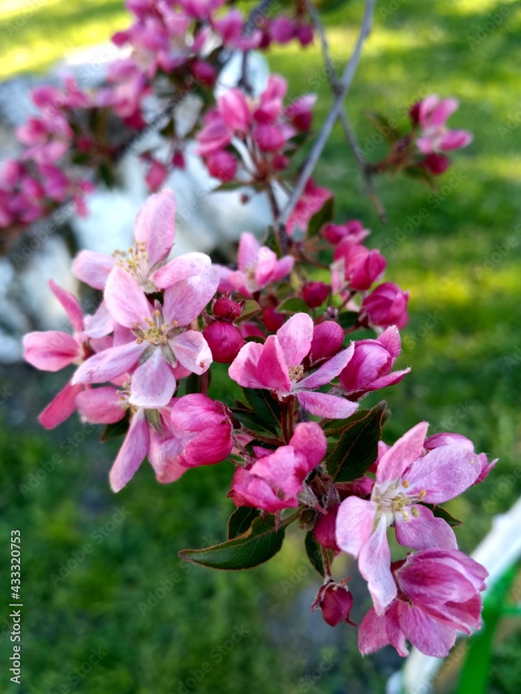 pink blossom pink blossom