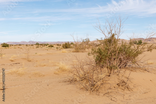 Dry bushes in the Sahara Desert. Morocco. Africa