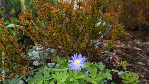 Beautiful blue Anemone Apennina flowers on green grass background close up. photo