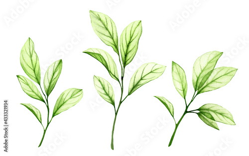 Wallpaper Mural Watercolor green branches. Transparent fresh leaves isolated on white. Realistic botanical illustrations collection. Hand painted fruit tree foliage that shines through Torontodigital.ca