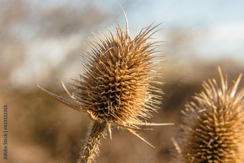 Bunch of wild natural dried thistle over the blue background Bunch of wild natural dried thistle over the blue background