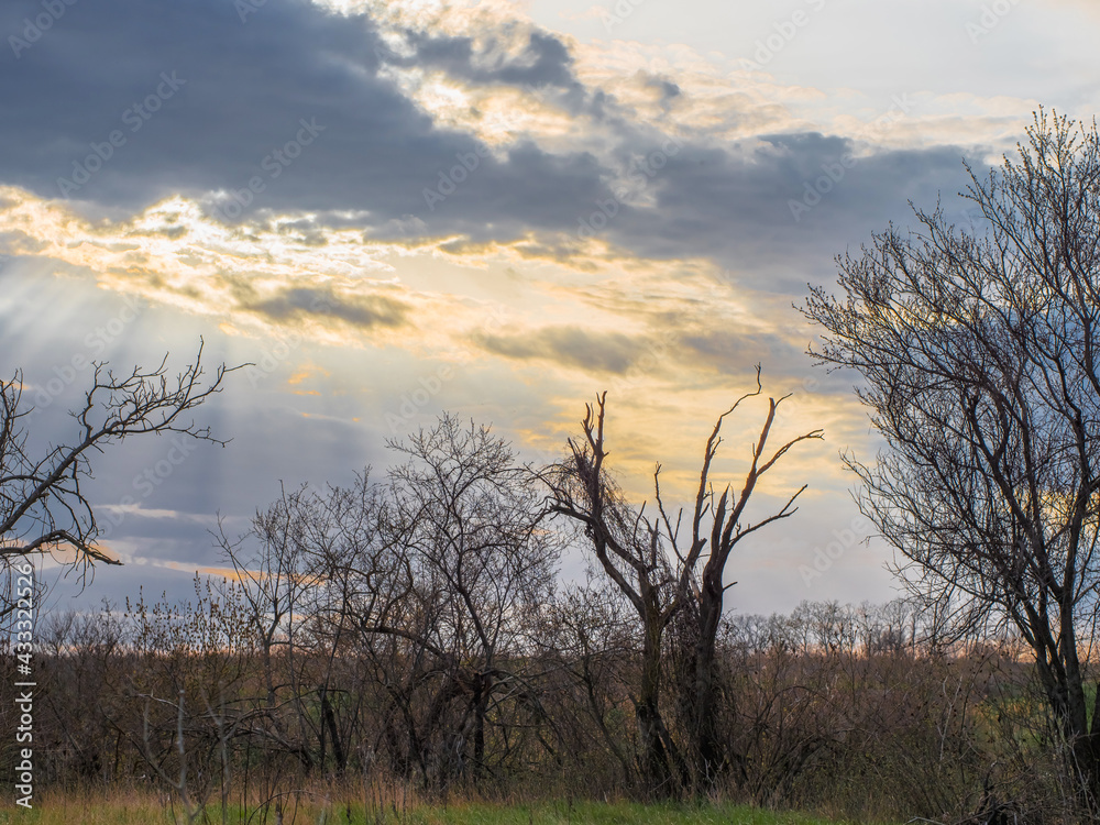 The rays of the setting sun shine through the clouds. In the foreground, dry branches of trees