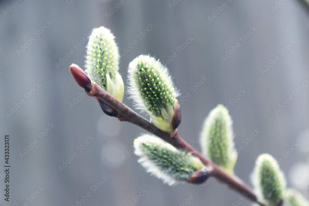 A sprig of blossoming willow. Spring nature. Blurred background. A sprig of blossoming willow. Spring nature. Blurred background.