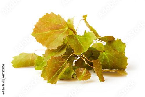 фотографія European aspen (Populus tremula) branch, (European aspen, or quaking aspen) isol