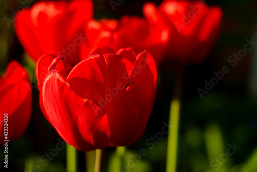 red flower tulip on dark background in spring sun 
