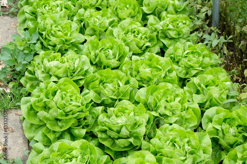 FU 2020-04-28 StoFeld 47 Salatköpfe auf dem Feld