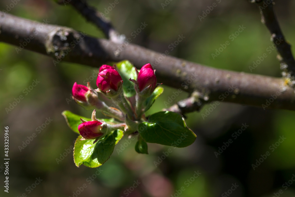 Detail of the Apple Tree Flower Detail of the Apple Tree Flower
