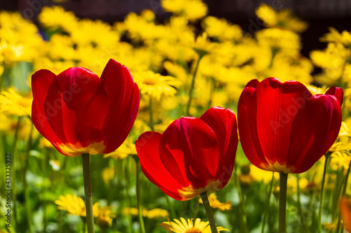 Red tulips in a blooming garden