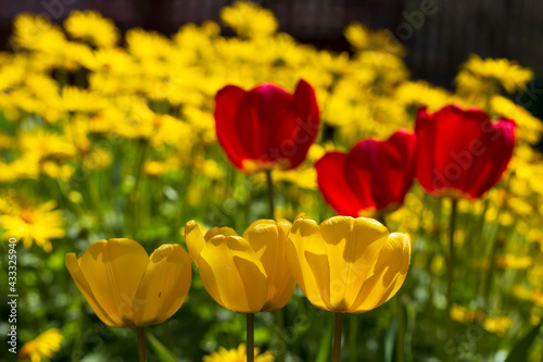 Fototapeta Naklejka Na Ścianę i Meble -  Red tulips in a blooming garden