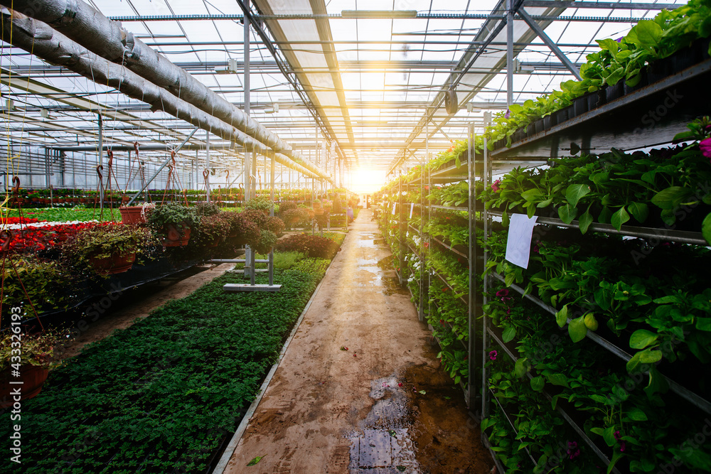 Growing of flower seedlings on shelves in greenhouse