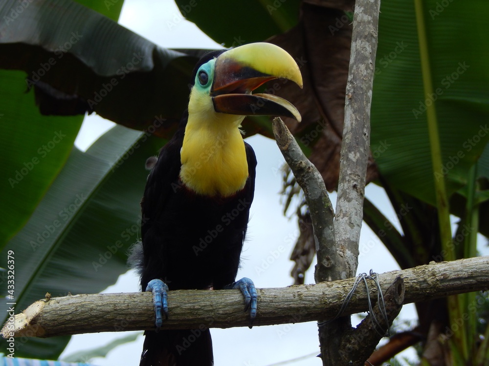 Obraz premium Smiling Toucan