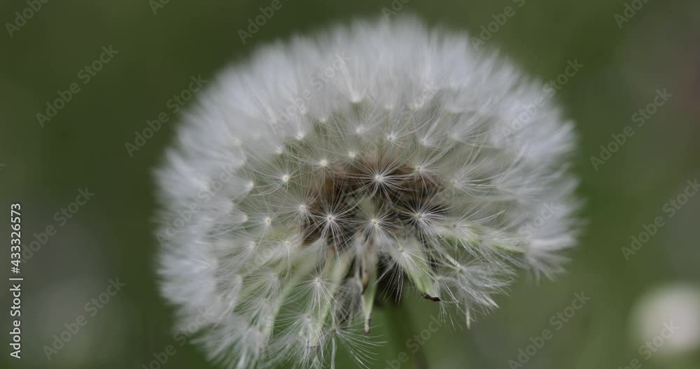 Seeding dandelion flowers (Taraxacum) during a sunny spring day Seeding dandelion flowers (Taraxacum) during a sunny spring day