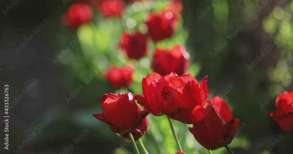Details with red tulips on a sunny spring day. Details with red tulips on a sunny spring day.