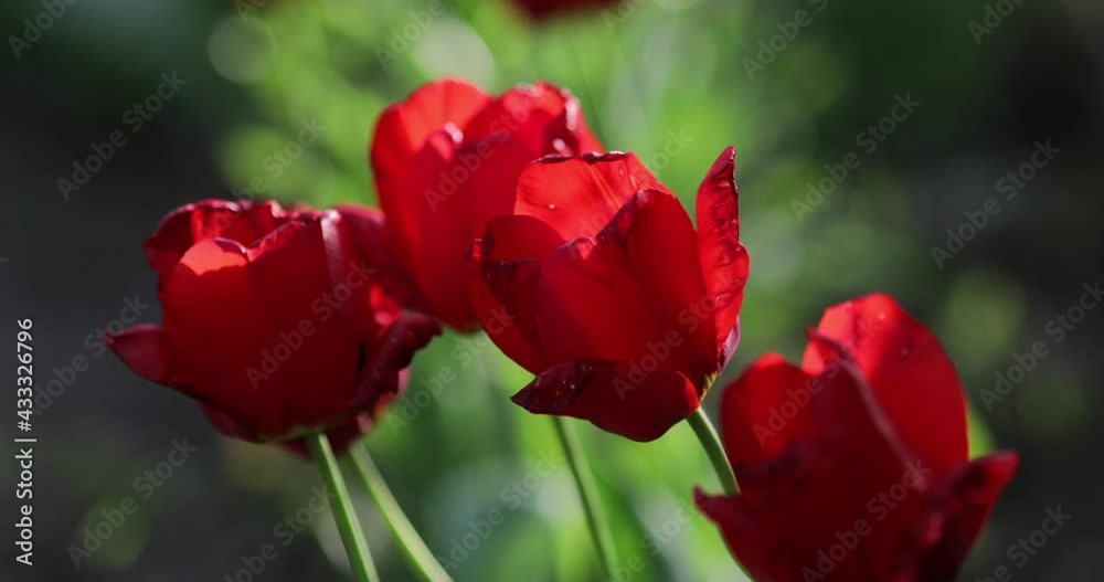 Details with red tulips on a sunny spring day. Details with red tulips on a sunny spring day.