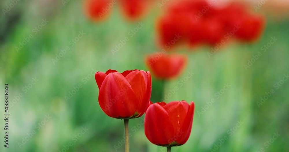 Details with red tulips on a sunny spring day Details with red tulips on a sunny spring day
