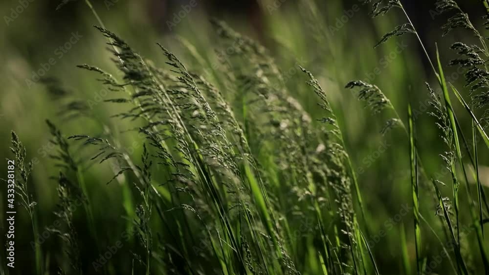 Details with green grass under heavy wind in the dusk light of a spring day.