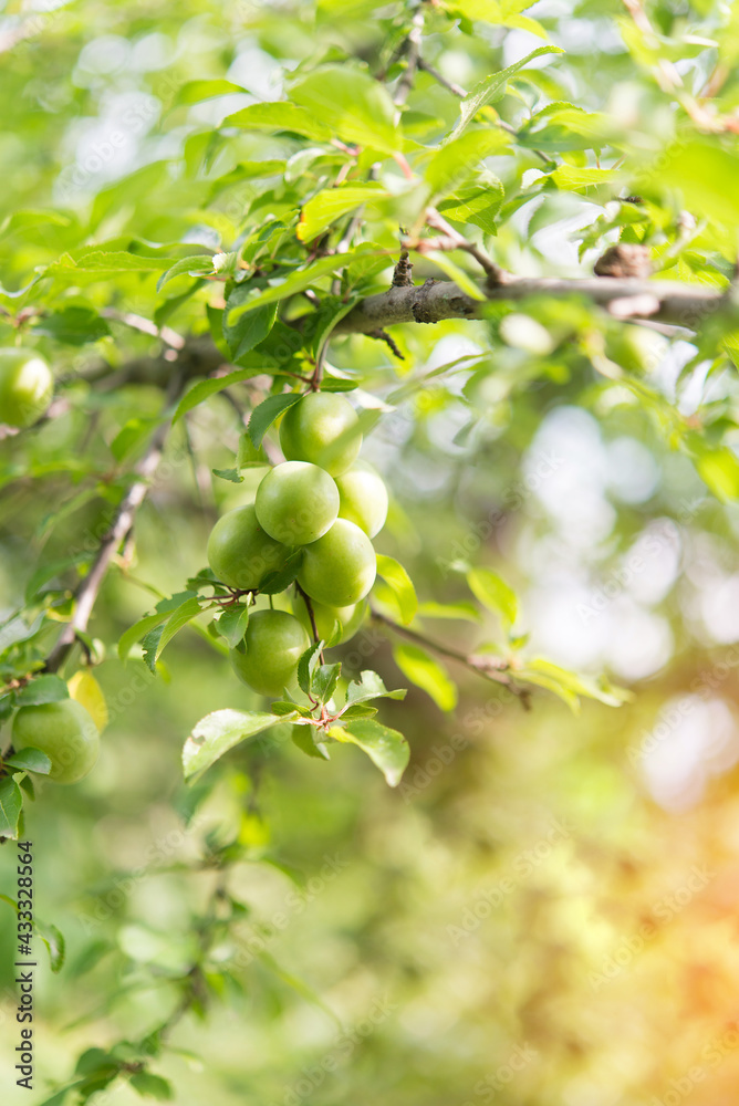 Branches with ripening yellow cherry plum fruits. Cherry plum tree with fruits growing in the garden Branches with ripening yellow cherry plum fruits. Cherry plum tree with fruits growing in the garden