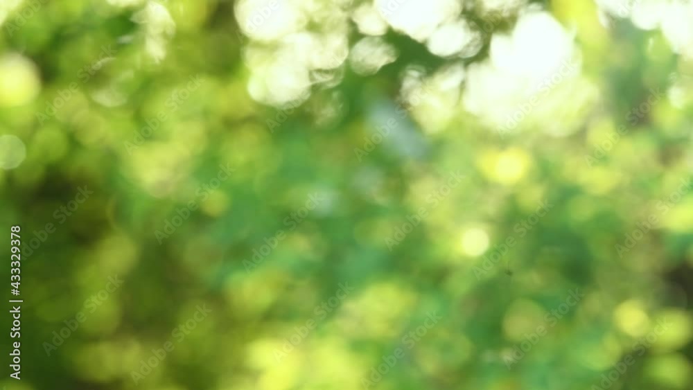 Green defocused bokeh background	