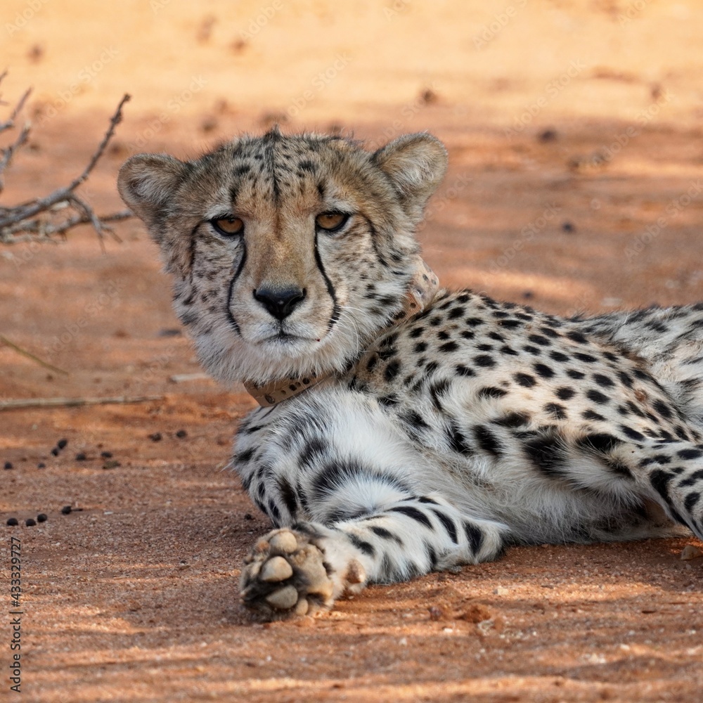 Cheetah in Erindi Private Game Reserve, Namibia Cheetah in Erindi Private Game Reserve, Namibia