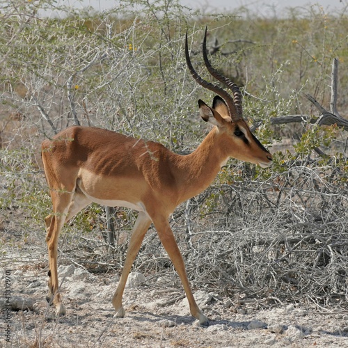 Black-faced Impala in Etosha National Park, Namibia © jlazouphoto