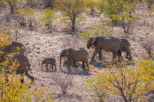 African Elephants in Palmwag, Namibia photo