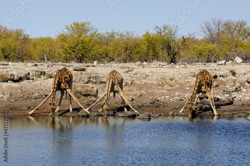 Photography Giraffes in Etosha National Park, Namibia