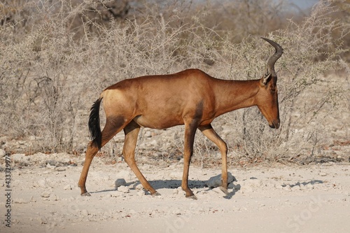 Red Hartebeest in Etosha National Park, Namibia photo
