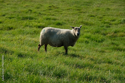FU 2020-08-12 Fries T3 138 auf der Wiese steht ein Schaf