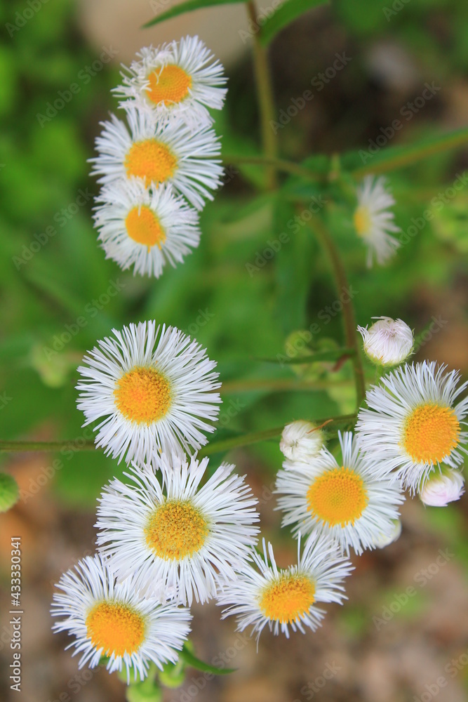 Fototapeta premium Nagoya (名古屋) | Gardens of Nagoya Castle