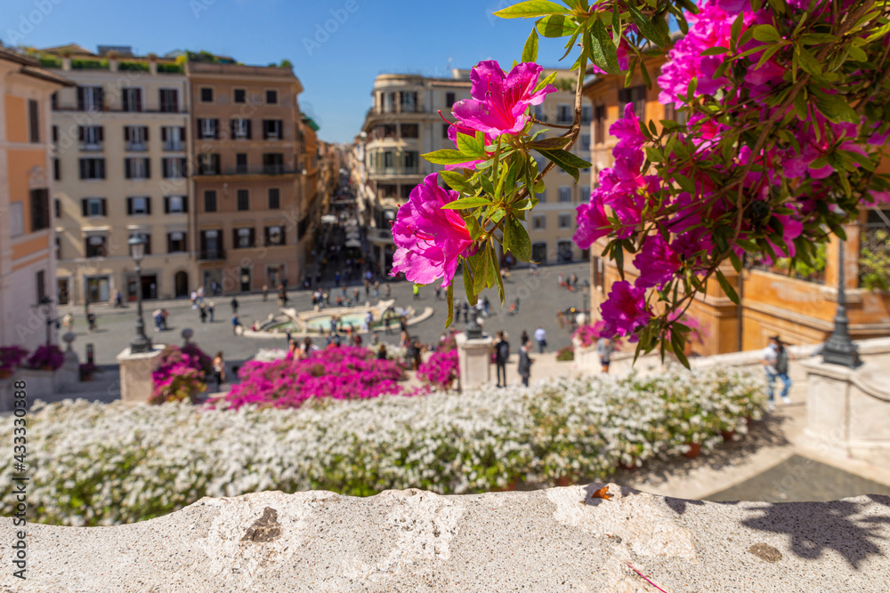 Rome Italy. Fountain of Barcaccia, piazza di Spagna in the background and via condotti. The stairs covered in a blooming cloud of pink white azaleas in spring. Detail of the flower. Trinit dei Monti.