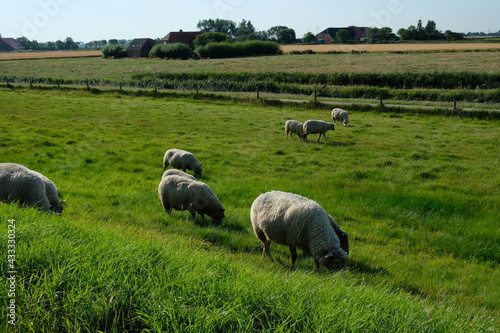 FU 2020-08-12 Fries T3 143 Schafe grasen auf der Wiese
