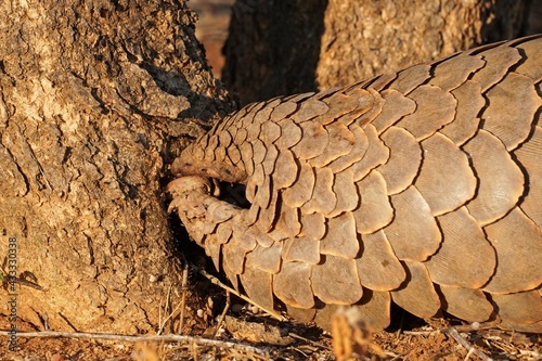 Ground Pangolin in Erindi Private Game Reserve, Namibia photo