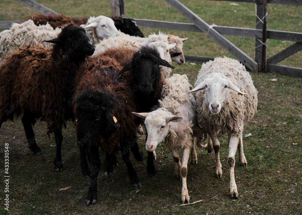 Flock of black white and brown curly haired and shaven sheep graze in pen in village. Sheep eat fresh green grass. Pasture of domestic sheep and rams walking on farm.