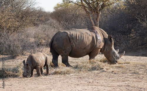 White Rhinoceros and calf in Waterberg Wilderness Private Reserve  Namibia
