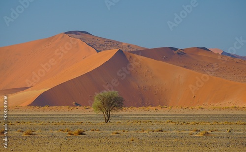 Fototapeta Naklejka Na Ścianę i Meble -  Sand Dunes in Namib-Naukluft National Park, Namibia