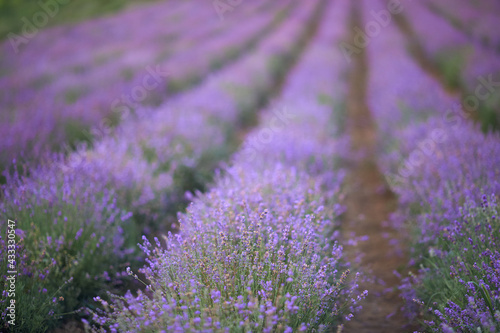 Selective focus of beautiful bright purple flowers blooming in countryside farmland. Long patches on lavender field  meadow in summer day. Concept of nature beauty  aromatherapy.