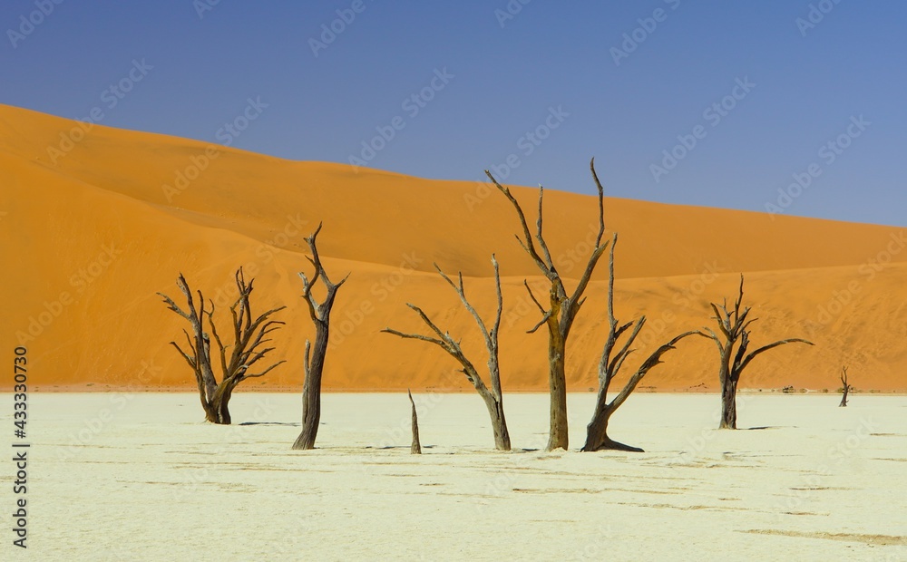 Dead Trees at Deadvlei in Namib-Naukluft National Park, Namibia Dead Trees at Deadvlei in Namib-Naukluft National Park, Namibia