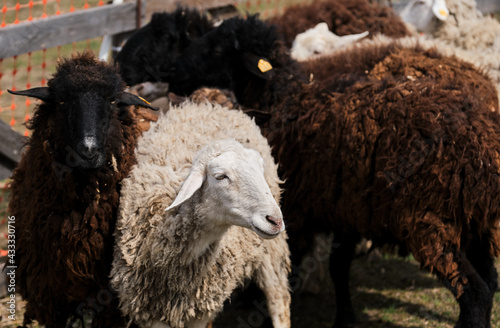 Flock of black white and brown curly haired and shaven sheep graze in pen in village. Sheep eat fresh green grass. Pasture of domestic sheep and rams walking on farm.