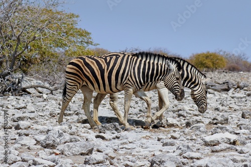 Burchell s Zebra in Etosha National Park  Namibia