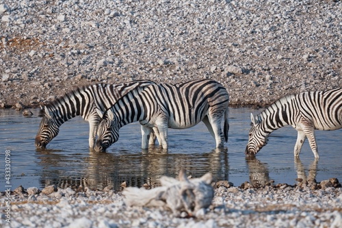 Fototapeta Naklejka Na Ścianę i Meble -  Burchell's Zebra in Etosha National Park, Namibia
