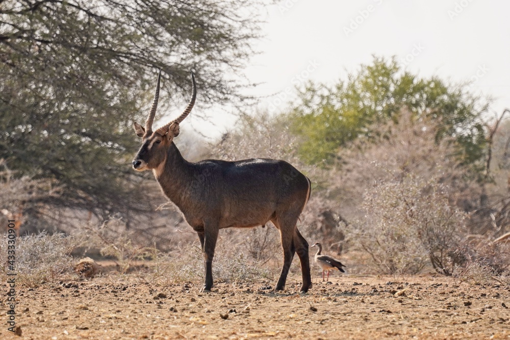 Waterbuck in Erindi Private Game Reserve, Namibia Waterbuck in Erindi Private Game Reserve, Namibia