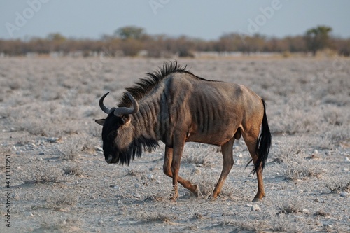 Blue Wildebeest in Etosha National Park  Namibia