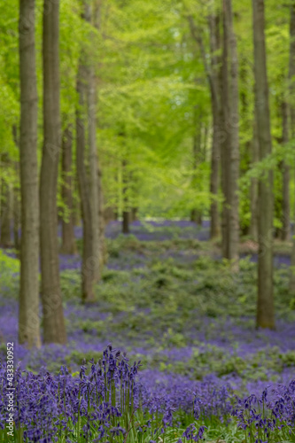 Fototapeta Naklejka Na Ścianę i Meble -  Carpet of bluebells growing in the wild on the forest floor under beech trees in springtime in Dockey Woods, Buckinghamshire UK. 